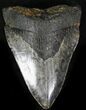 Bargain Megalodon Tooth - North Carolina #22937-1
